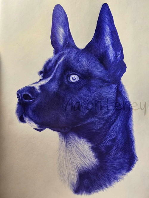 Pet portrait of Bodhi