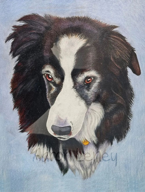 Pet portrait of a border collie
