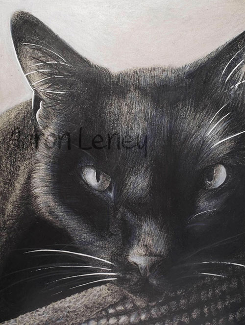 Pet portrait of a black cat