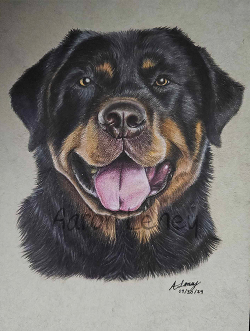 Pet portrait of a rottweiler