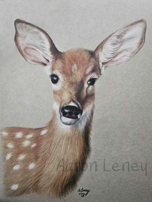 Wildlife of a Deer Fawn