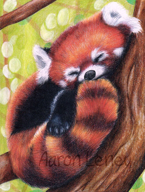 Wildlife of a Red Panda