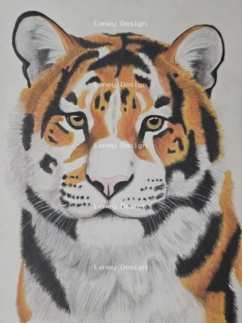 Calico Tiger